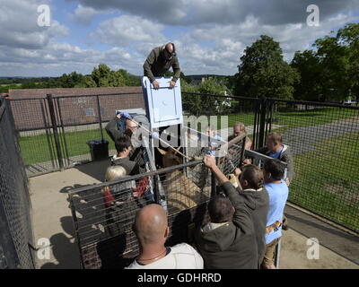 Dolni Dobrejov, République tchèque. 16 juillet, 2016. Le personnel du zoo de Prague chargé des boîtes, contenant quatre juments de chevaux de Przewalski en gare d'acclimatation de Dolni Dobrejov, la République tchèque, le samedi 16 juillet, 2016. Les quatre chevaux, né en République tchèque, va renforcer le troupeau dans l'ouest de la Mongolie. © Michal Krumphanzl/CTK Photo/Alamy Live News Banque D'Images