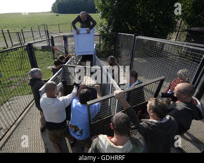 Dolni Dobrejov, République tchèque. 16 juillet, 2016. Le personnel du zoo de Prague chargé des boîtes, contenant quatre juments de chevaux de Przewalski en gare d'acclimatation de Dolni Dobrejov, la République tchèque, le samedi 16 juillet, 2016. Les quatre chevaux, né en République tchèque, va renforcer le troupeau dans l'ouest de la Mongolie. © Michal Krumphanzl/CTK Photo/Alamy Live News Banque D'Images