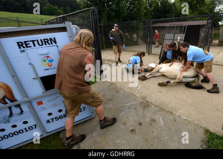 Dolni Dobrejov, République tchèque. 16 juillet, 2016. Le personnel du zoo de Prague chargé des boîtes, contenant quatre juments de chevaux de Przewalski en gare d'acclimatation de Dolni Dobrejov, la République tchèque, le samedi 16 juillet, 2016. Les quatre chevaux, né en République tchèque, va renforcer le troupeau dans l'ouest de la Mongolie. © Michal Krumphanzl/CTK Photo/Alamy Live News Banque D'Images