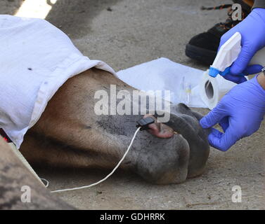 Dolni Dobrejov, République tchèque. 16 juillet, 2016. Le personnel du zoo de Prague chargé des boîtes, contenant quatre juments de chevaux de Przewalski en gare d'acclimatation de Dolni Dobrejov, la République tchèque, le samedi 16 juillet, 2016. Les quatre chevaux, né en République tchèque, va renforcer le troupeau dans l'ouest de la Mongolie. © Michal Krumphanzl/CTK Photo/Alamy Live News Banque D'Images