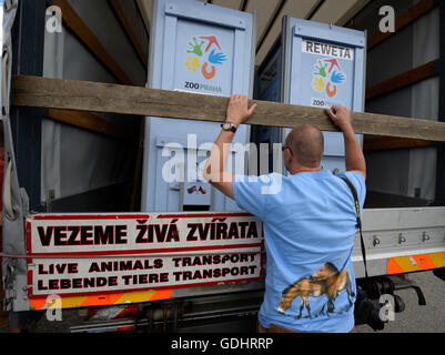 Dolni Dobrejov, République tchèque. 16 juillet, 2016. Le personnel du zoo de Prague chargé des boîtes, contenant quatre juments de chevaux de Przewalski en gare d'acclimatation de Dolni Dobrejov, la République tchèque, le samedi 16 juillet, 2016. Les quatre chevaux, né en République tchèque, va renforcer le troupeau dans l'ouest de la Mongolie. © Michal Krumphanzl/CTK Photo/Alamy Live News Banque D'Images