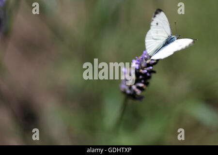 Cologne, Allemagne. 18 juillet, 2016. Un chou papillon blanc est assis sur une fleur de lavande à Cologne, Allemagne, 18 juillet 2016. Photo : FEDERICO GAMBARINI/dpa/Alamy Live News Banque D'Images