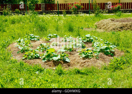 Les jeunes plants de potiron hokkaido sur paille pari dans jardin de permaculture. Banque D'Images