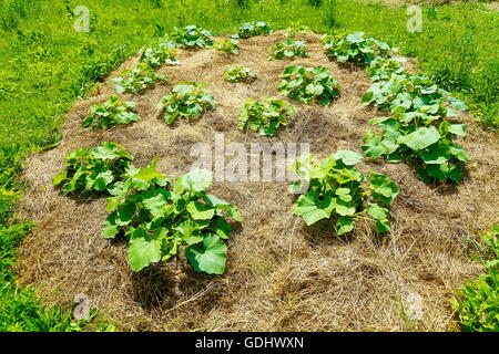 Les jeunes plants de potiron hokkaido sur paille mise dans la permaculture garde Banque D'Images