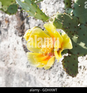 Fleur de cactus. L'Opuntia ficus-indica. Aka Indian fig. Banque D'Images