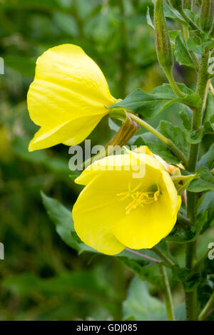 Fleurs jaunes de l'onagre bisannuelle hardy, Oenothera biennis Banque D'Images