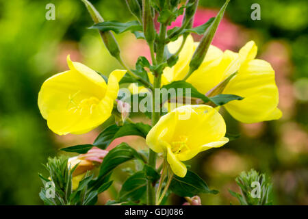 Fleurs jaunes de l'onagre bisannuelle hardy, Oenothera biennis Banque D'Images