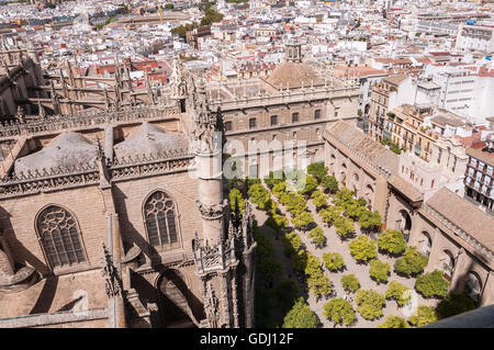 Orange Tree cour de la Cathédrale de Séville, Espagne Banque D'Images