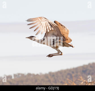 Australian bustard / plains Turquie Ardeotis australis, grand oiseau brun en vol au-dessus des prairies de l'arrière-pays australien Banque D'Images