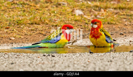 Image panoramique de paire de perroquets colorés et spectaculaires de l'Est de l'Australie, rosellas, Platycercus eximius, baignade en flaque d'eau après la pluie Banque D'Images