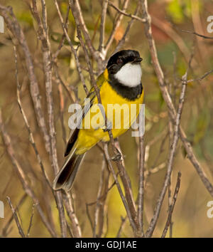 Mâle golden spectaculaire Whistler Pachycephala pectoralis avec plumage noir et jaune vif dans la forêt australienne Banque D'Images