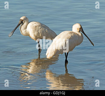 Paire de spatules royale Platalea regia avec factures uniques à gué et reflétée dans l'eau de surface de l'océan bleu d'entrée ,l'Australie Banque D'Images