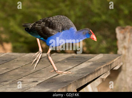 Talève sultane Porphyrio porphyrio avec d'énormes pieds, plumage noir et bleu vif rouge vif et le projet de loi sur la table de pique-nique en Australie Banque D'Images