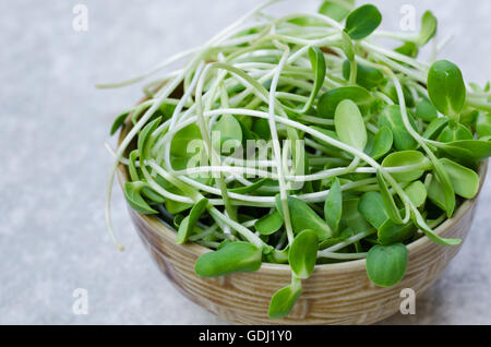 Germes de tournesol frais dans un bol en céramique. Banque D'Images