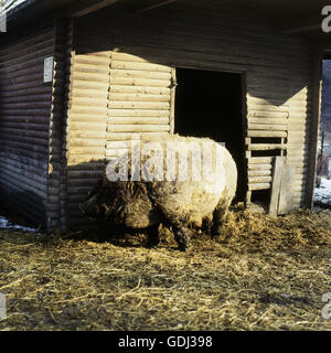 Zoologie / animaux, Mammifères Mammifères / Mangalitsa, cochons, cochon, cochon marron, distribution : Hongrie, Banque D'Images