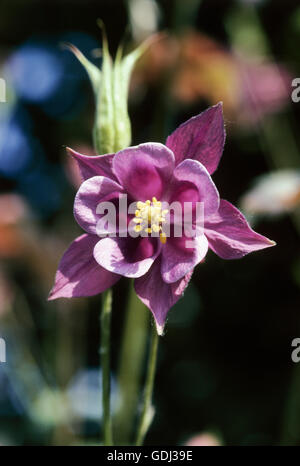 La botanique, l'ancolie, (Aquilegia), l'Ancolie commune (Aquilegia vulgaris), fleur, tête, Banque D'Images