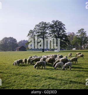 Zoologie / animaux, Mammifères Mammifères /, moutons, (Ovis), troupeau, troupeau de moutons d'herbages, Hesse, Banque D'Images