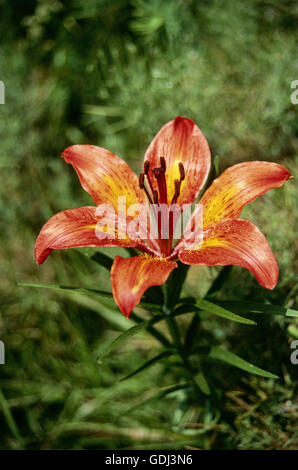 Botanique, Lily, (Lilium), Orange, Lily (lilium bulbiferum), capitule. Banque D'Images