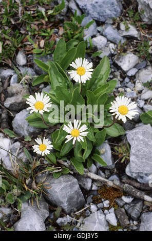 La botanique, Aster (Aster), Aster Bellidiastrum michelii (alpin), les fleurs sur le sol, Banque D'Images