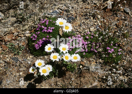 La botanique, Aster (Aster), Aster Bellidiastrum michelii (alpin), les fleurs sur le sol, Banque D'Images