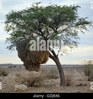 Zoologie / animaux, oiseaux, Widowbirds / aviaire, des Ploceidae), (des cavités d'arbres, la Namibie, la distribution : Afrique, Australie, Europe, Asie, Banque D'Images