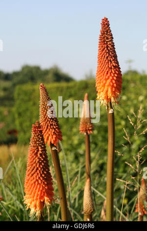 La botanique, torche Lily (Kniphofia hybride), inflorescences, Rosenhöhe, Darmstadt, Allemagne, la distribution : sud-est de l'Afrique, Madagascar, Banque D'Images