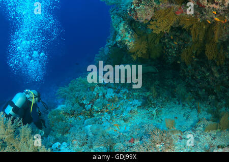 Plongeur mâle avec un Napoleonfish (Cheilinus undulatus) Red Sea, Egypt Banque D'Images