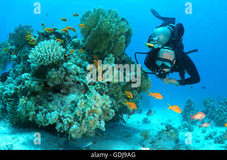 Plongeur mâle avec une école du sébastolobe anthias (Pseudanthias squamipinnis), Shark Yolanda Reef, Ras Mohammed National Park Banque D'Images