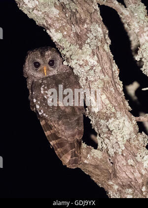 Bois d'Afrique (Owl Strix woodfordii) dans la nuit Banque D'Images