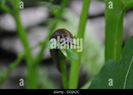 Arion vulgaris : espagnol limace. Mâchonnant om plant de pomme de terre. Banque D'Images