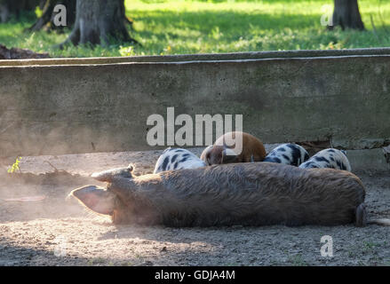 Sow nourrissant ses porcelets dans le Parc Naturel de Lonjsko Polje, Croatie centrale Banque D'Images