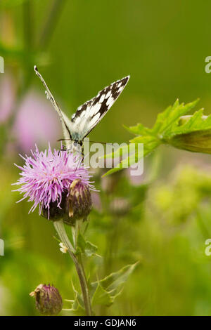 Papillon marbré blanc mélanargia galathea sur chardon rampant en portrait Fleur lilas sur fond doux.taches blanches de noir Banque D'Images