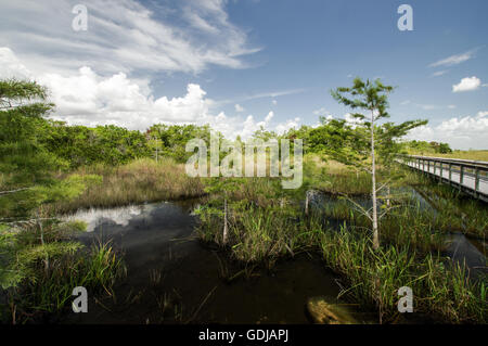 Les panoramas du Parc National des Everglades, en Floride Banque D'Images