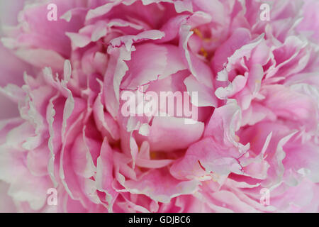 Close up de pétales de rose d'une fleur de pivoine Banque D'Images