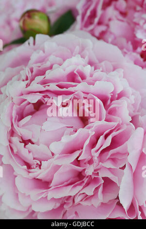 Close up de pétales de rose d'un jardin commun avec bud fleur Pivoine Banque D'Images