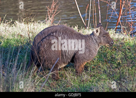 Macropus robustus wallaroo beau mâle à l'état sauvage, grand animal musclé avec de longs poils gris/brun foncé sur la rivière Grassy bank beside Turón EN IN Banque D'Images