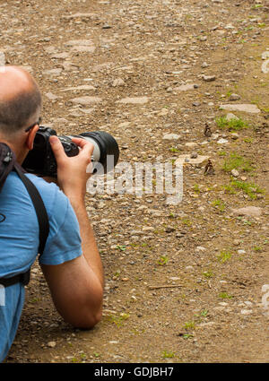 Homme qui regarde et photographiant Purple Emperor papillons dans Fermyn woods nature reserve Northampton England UK Banque D'Images