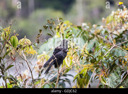 Ani à bec lisse (Crotophaga ani), la forêt tropicale amazonienne à La Selva lodge sur le fleuve Napo, Equateur, Amérique du Sud Banque D'Images