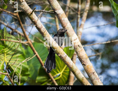 Ani à bec lisse (Crotophaga ani), la forêt tropicale amazonienne à La Selva lodge sur le fleuve Napo, Equateur, Amérique du Sud Banque D'Images