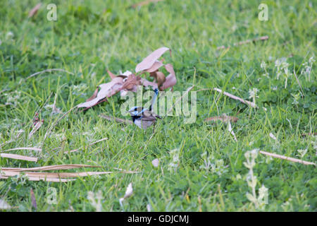 La recherche de nourriture pour les insectes blue wren Banque D'Images