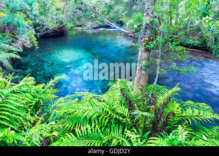 Te Waikoropupu Springs, Pupu Springs dans la région de Golden Bay sur l'île du Sud en Nouvelle Zélande Banque D'Images