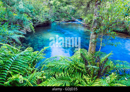 Te Waikoropupu Springs, Pupu Springs dans la région de Golden Bay sur l'île du Sud en Nouvelle Zélande Banque D'Images