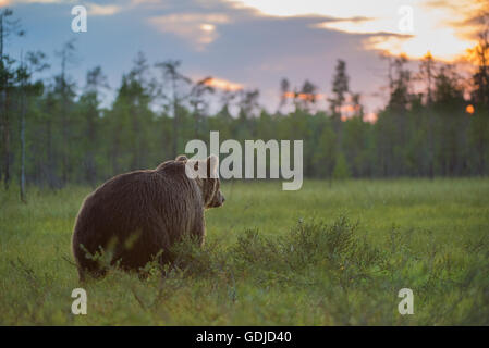 Un ours brun européen mâle au coucher du soleil. Banque D'Images