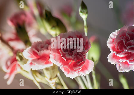 Rose de clou de girofle Banque D'Images