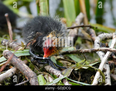 La Foulque macroule (Fulica atra) Chick sur son nid, le lac d'Idro, Italie Banque D'Images