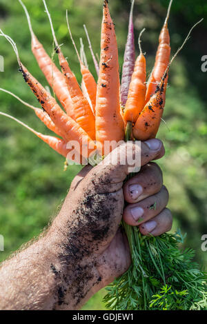 Les carottes dans la main de l'homme. Banque D'Images