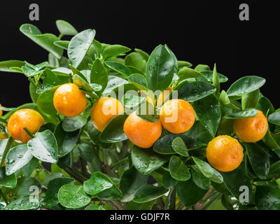 La mandarine mure fruits sur l'arbre. Banque D'Images