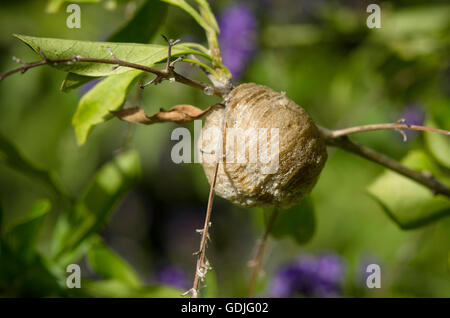 La mante religieuse, Cocoon attaché à direction générale. L'Espagne. Banque D'Images