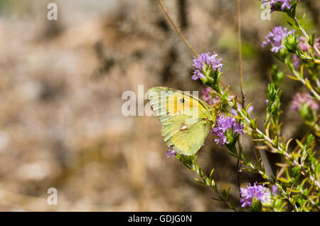 Assombri sombre ou Jaune Jaune assombrie commun, papillon, se nourrissant de thym, Colias croceus Espagne. L'Andalousie. Banque D'Images