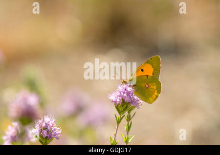 Assombri sombre ou Jaune Jaune assombrie commun, papillon, contre le soleil, Colias croceus Espagne. L'Andalousie. Banque D'Images